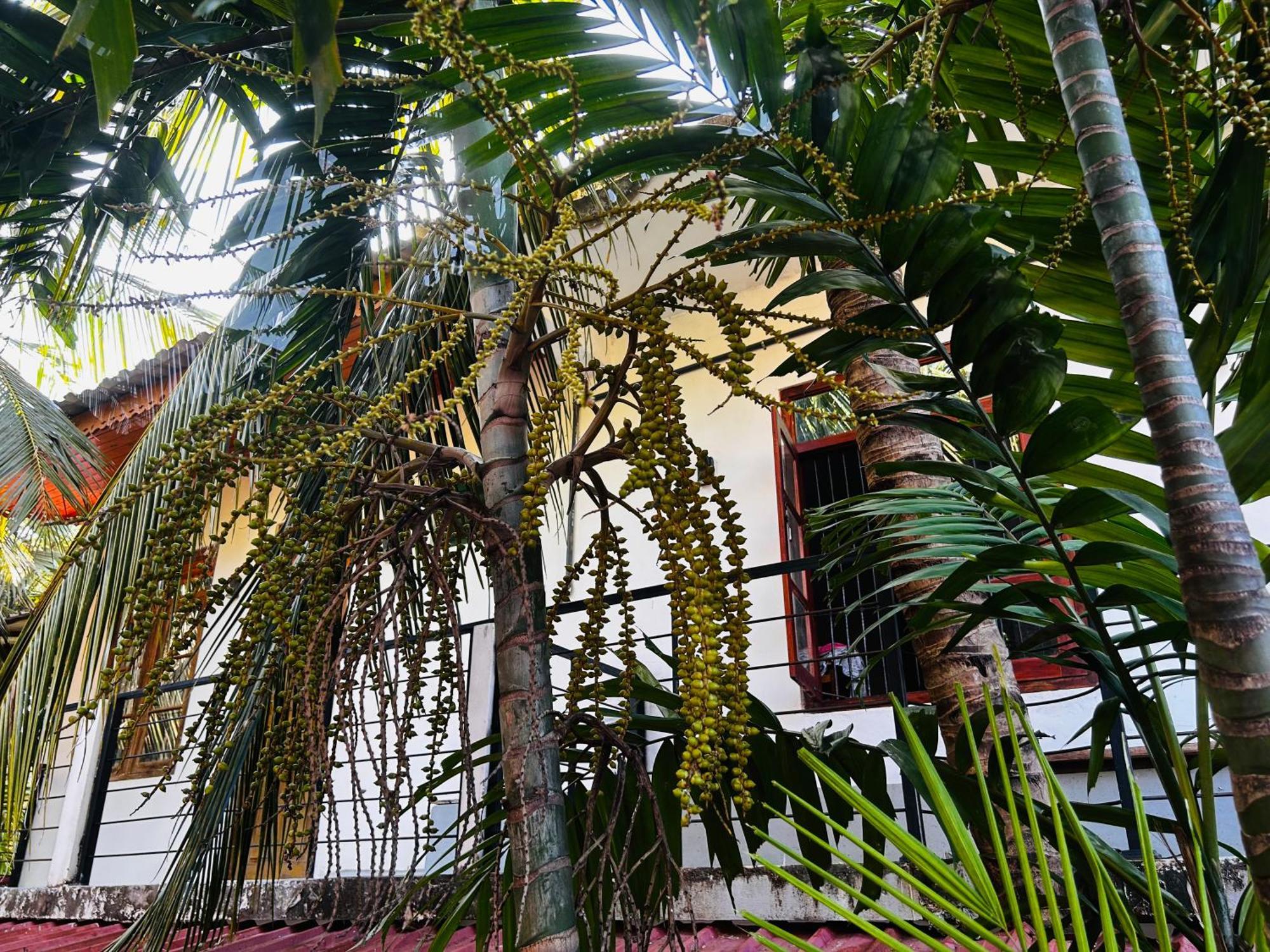 Pearl Bungalow 亭可马里 外观 照片
